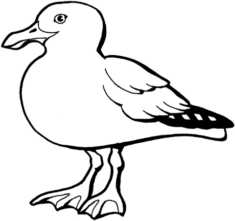 California Gull Coloring Page